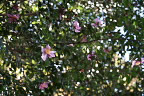 ピンクの山茶花 - 富士森公園