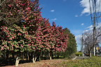 歩道に咲くサザンカ3 - 富士森公園