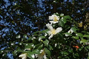 開花したサザンカの花 - 富士森公園