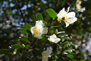 サザンカの花(白) - 富士森公園