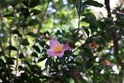 サザンカの花(ピンク) - 富士森公園