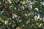 ピンクの山茶花 - 富士森公園