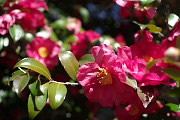 赤いサザンカの花 - 富士森公園