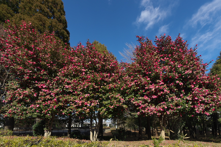歩道に咲くサザンカ2 - 富士森公園