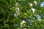 ナツツバキ(夏椿)の花2 - 富士森公園