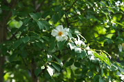 夏椿の花を園内から - 富士森公園