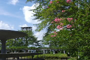 慰霊塔東側のサルスベリ - 富士森公園
