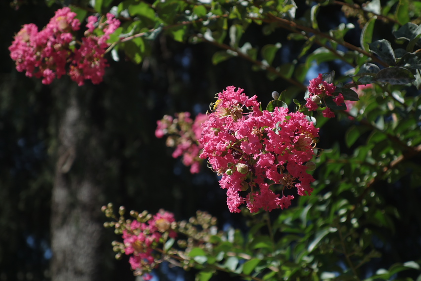 サルスベリの花 2 - 富士森公園