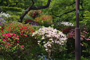 色々なツツジ、開花の頃 - 富士森公園