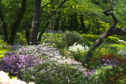 ツツジが咲く平和の像の周辺 - 富士森公園