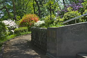 平和の像の階段下、ツツジ - 富士森公園