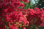 赤いツツジの花 - 富士森公園