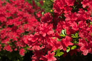 赤いツツジの花 2 - 富士森公園
