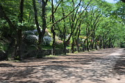 ツツジが咲く新緑の桜並木 - 富士森公園