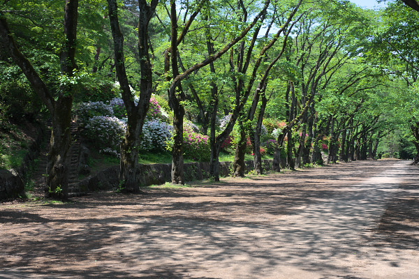 新緑の桜並木と躑躅 - 富士森公園