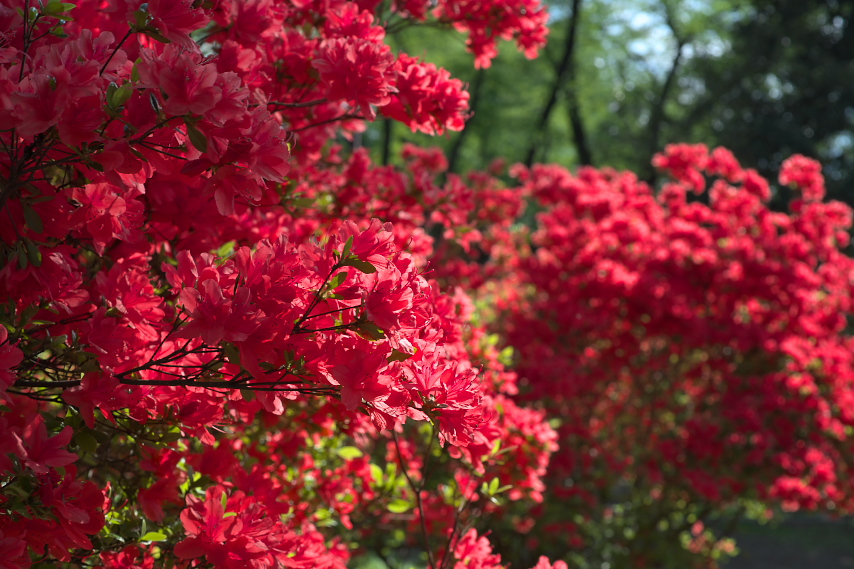 赤いツツジ 躑躅 の花 富士森公園 八王子の点景