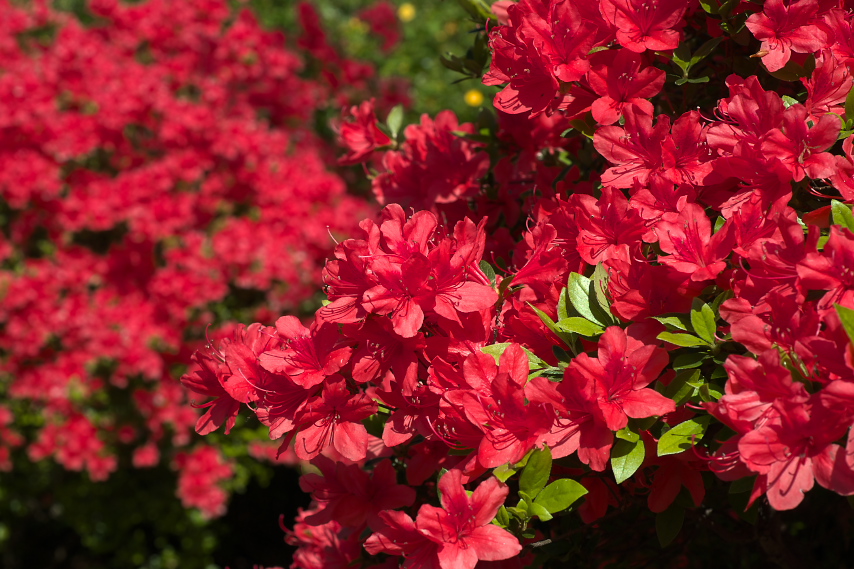 赤いツツジ 躑躅 の花 2 富士森公園 八王子の点景