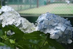テニスコートの西洋紫陽花 - 富士森公園