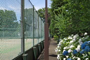 テニスコート東側のアジサイ - 富士森公園