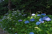 西洋紫陽花と額紫陽花 - 富士森公園