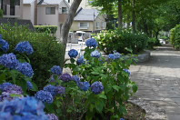 御所水通りのアジサイの花 - 富士森公園