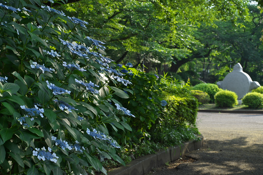 初夏、紫陽花が咲く富士森公園の東口