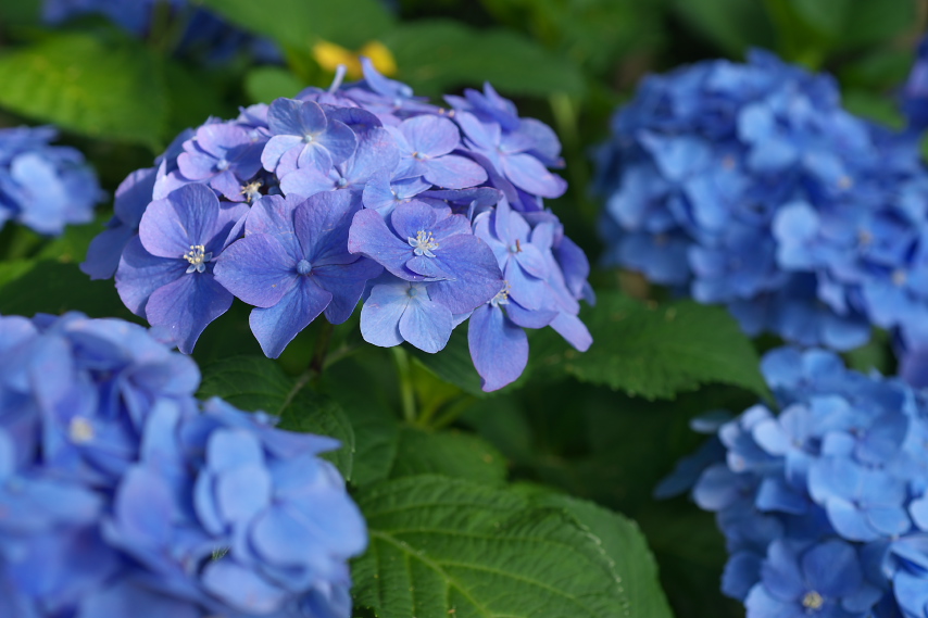 セイヨウアジサイ 西洋紫陽花 の花 富士森公園 八王子の点景