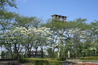 ハナミズキ(花水木) - 富士森公園