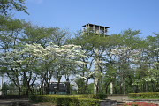 ハナミズキ(花水木) - 富士森公園