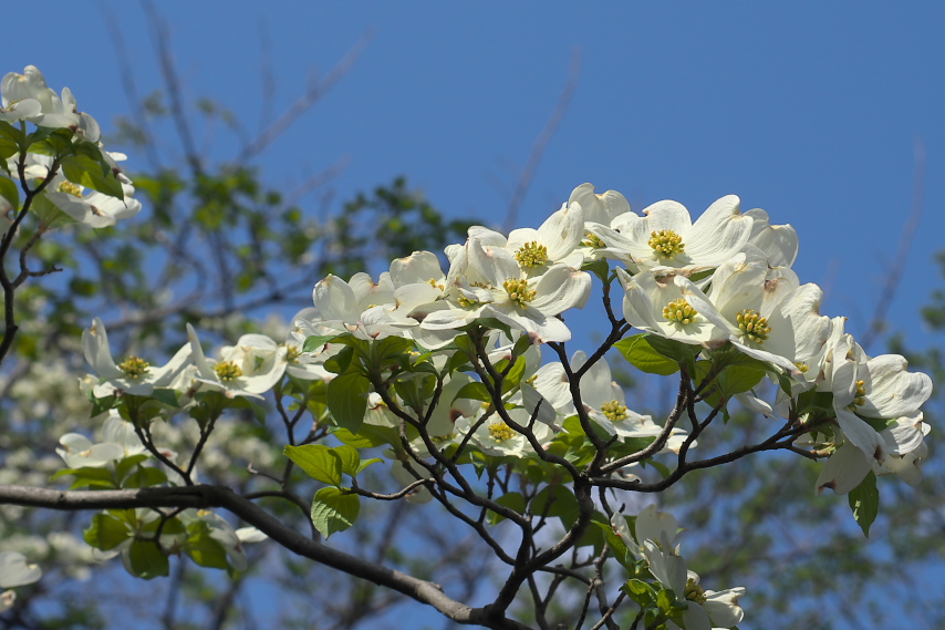 ハナミズキ(花水木)の花 - 富士森公園