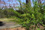 春、花が咲いたメギ - 富士森公園