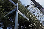白木蓮と富士森公園案内標識
