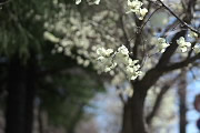 白木蓮を歩道沿いに - 富士森公園