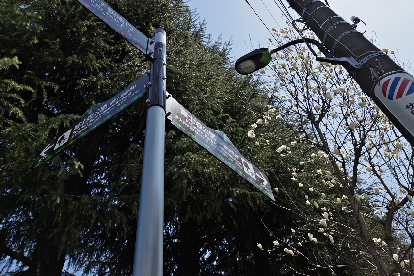 白木蓮と富士森公園案内標識