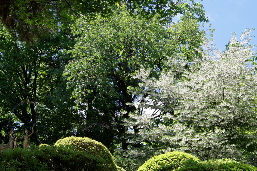 平和の像とエゴノキ - 富士森公園