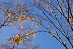 秋の栃の木と桜 - 富士森公園