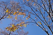 秋の栃の木と桜 - 富士森公園