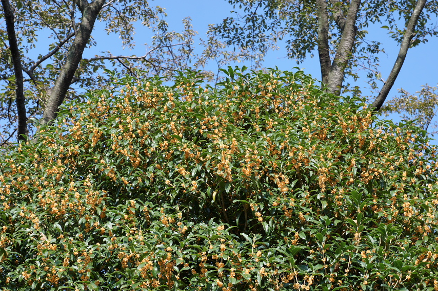 秋、開花した金木犀 - 富士森公園