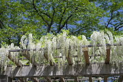 白いフジ(藤) - 富士森公園