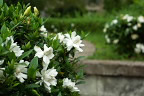 八重咲きのクチナシ - 富士森公園