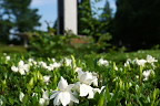 開花したクチナシ(梔子) - 富士森公園