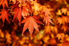 駐車場の紅葉の葉 2 - 富士森公園