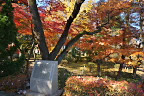 平和の像西側の紅葉 - 富士森公園
