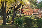 黄紅葉、平和の像の周り - 富士森公園