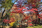 紅葉と桜の紅葉 - 富士森公園