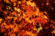 駐車場の紅葉の葉 - 富士森公園