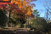 紅葉に彩られた園路 - 富士森公園