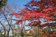 紅葉と市民球場 - 富士森公園