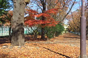 紅葉、テニスコートの角 - 富士森公園