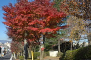 御所水通りの紅葉 - 富士森公園